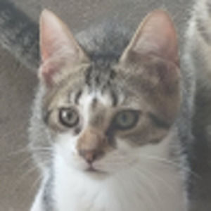 Meet your Posher, Summer